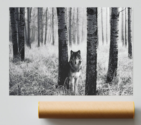 Forest Wolf