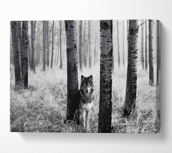 Forest Wolf