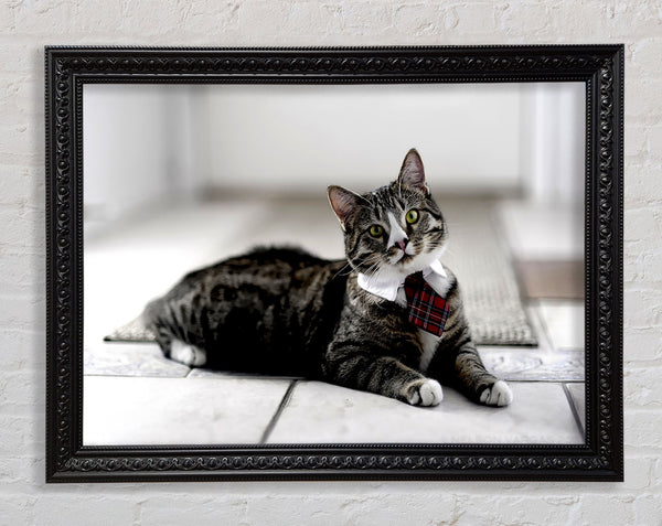 Funny Cat Wears Tie