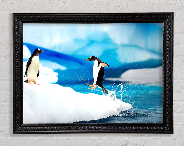 Gentoo Penguins Antarctica