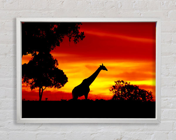 Giraffe At Dawn