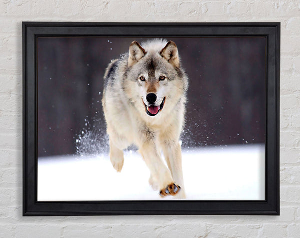 Gray Wolf Minnesota