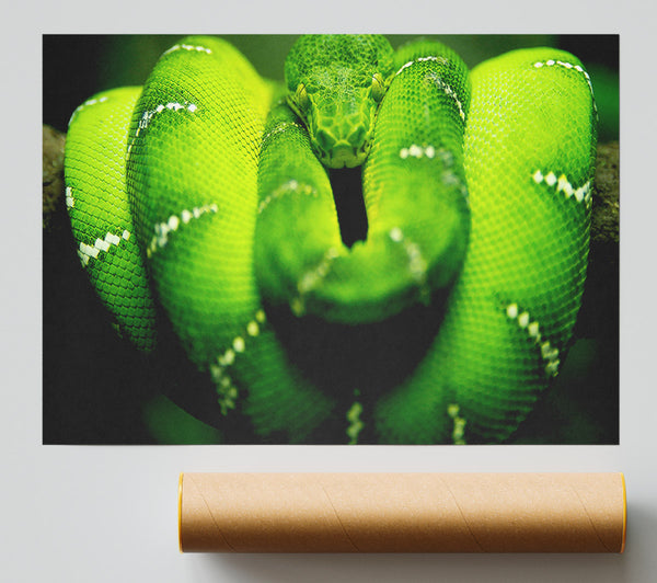 Green Snake