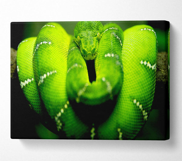 Green Snake