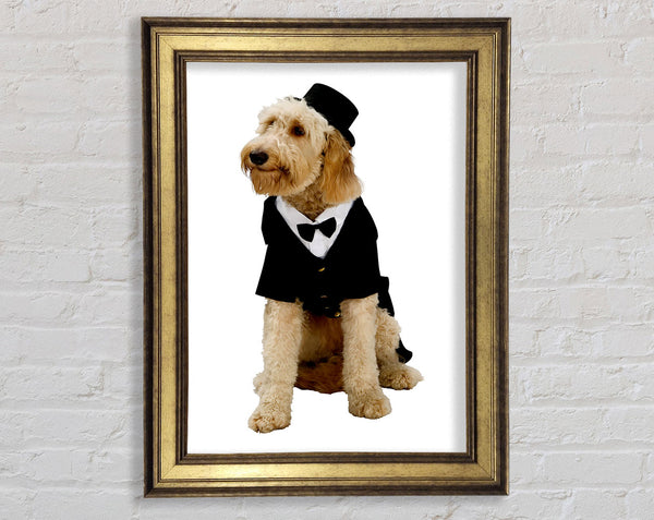 Groom Dog