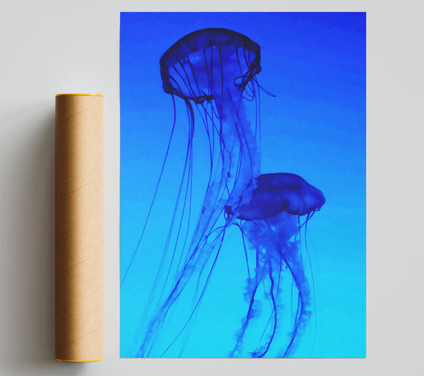 Jellyfish Duo