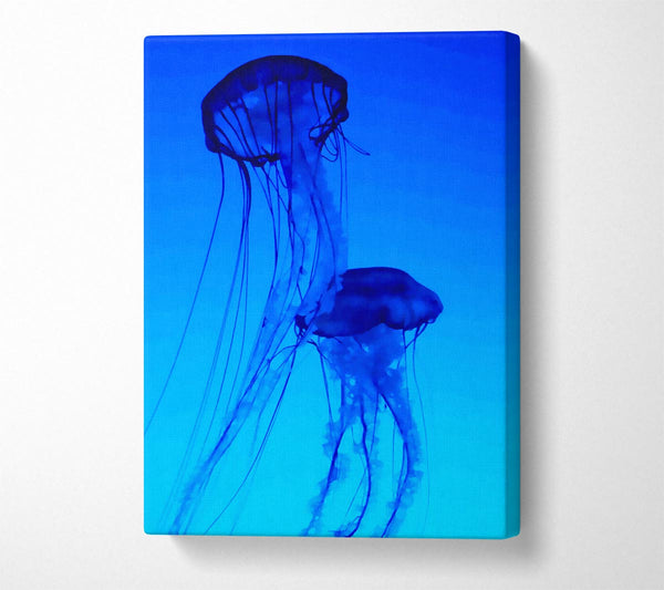 Jellyfish Duo