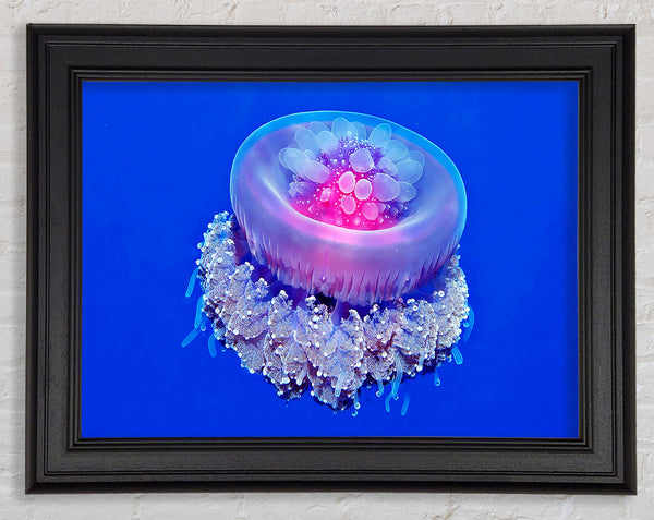 Jellyfish Pink