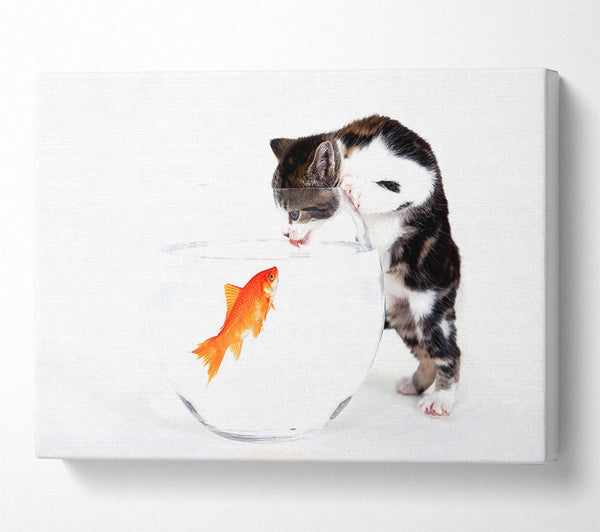 Kitten VS Fish