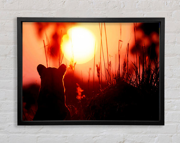 Lion Cub Watching The Sun Go Down