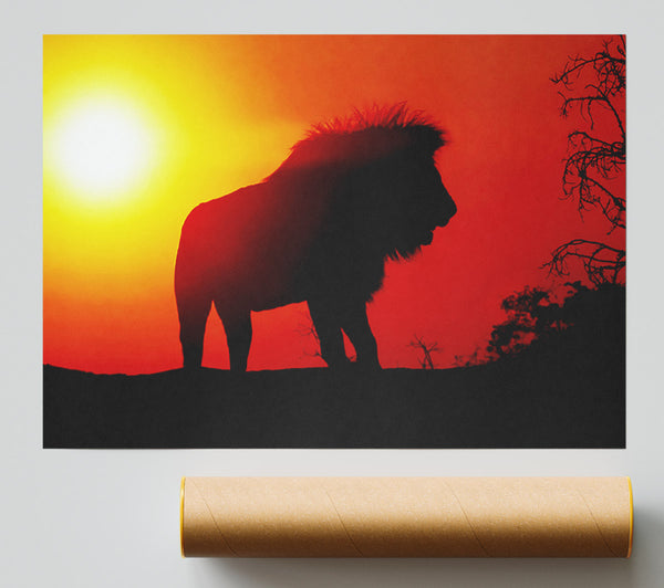 Lion Sunset