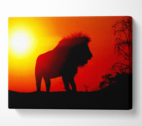 Lion Sunset