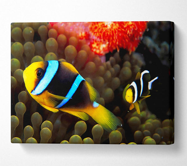 Neon Clown Fish