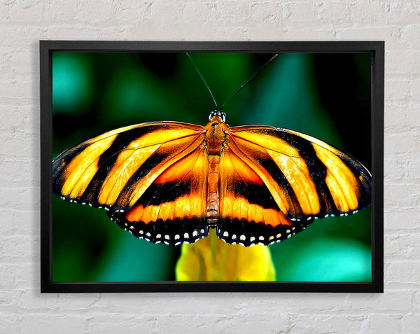 Orange And Black Butterfly