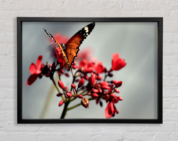 Orange Butterfly On Flower