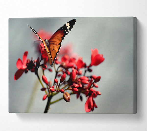 Orange Butterfly On Flower