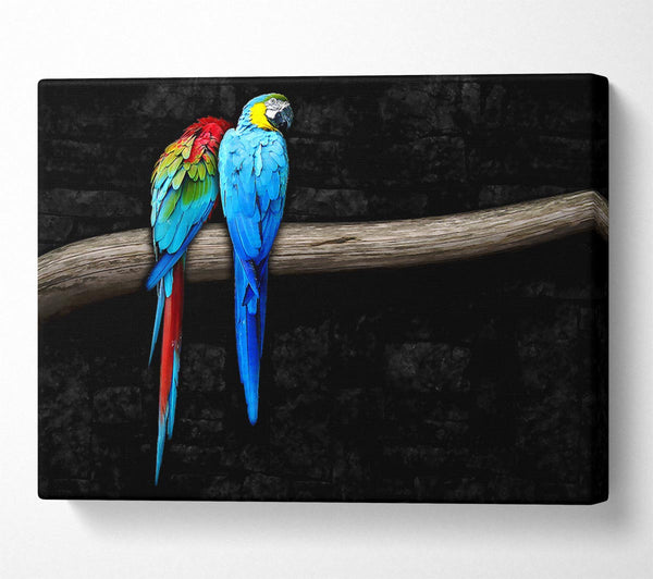 Pair Of Parrots