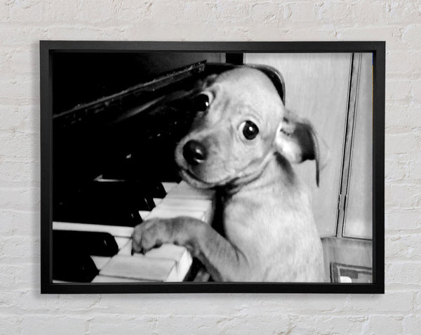 Piano Pup