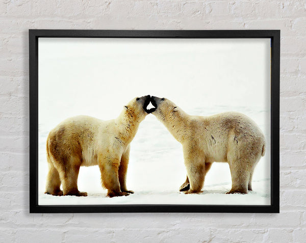 Polar Bear Love