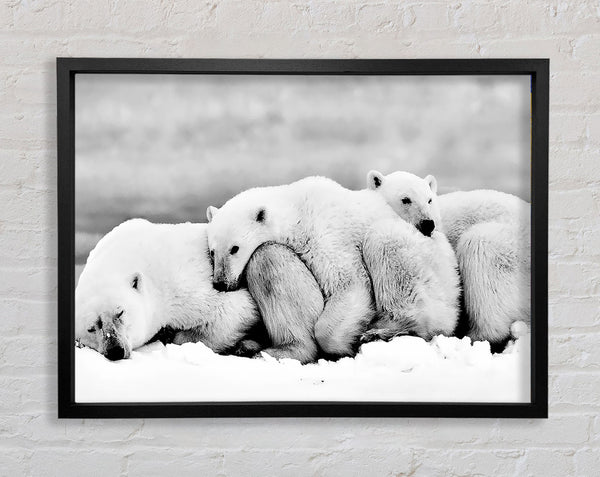 Polar bear Family