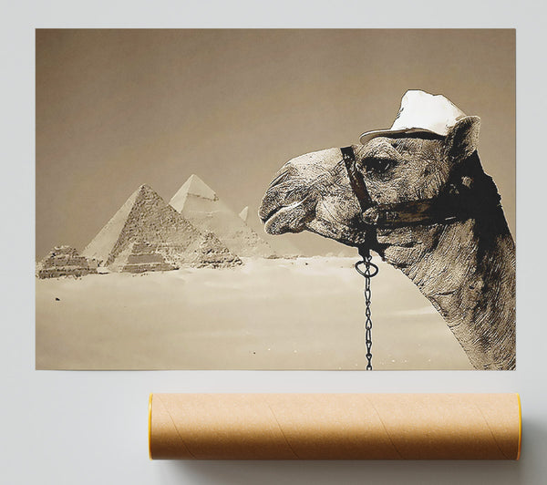 Pyramid Camel