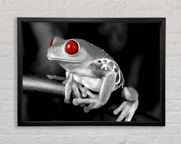 Red Eyed Frog