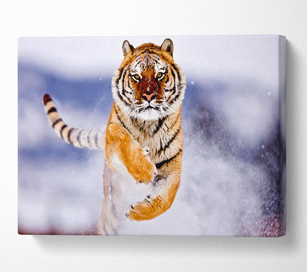 Running Snow Tiger