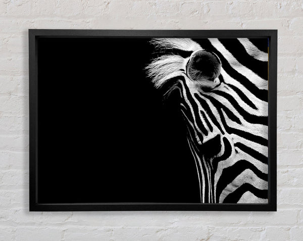 Sad Zebra