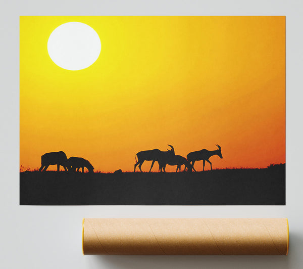 Safari Sunset