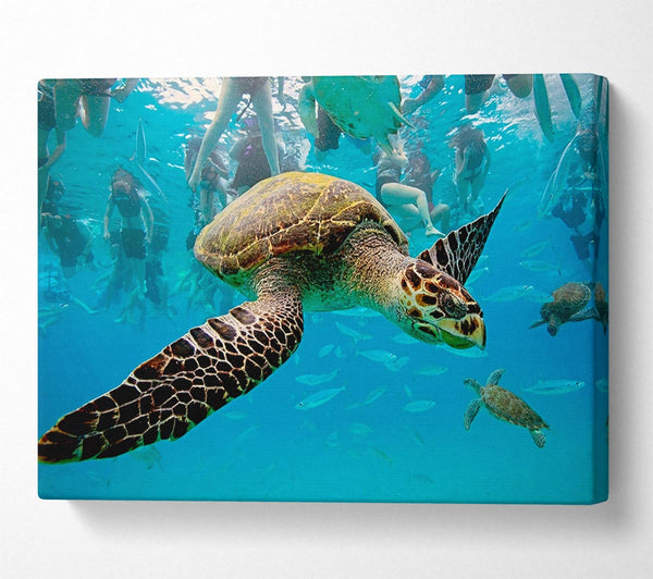 Sea Turtle Under Water