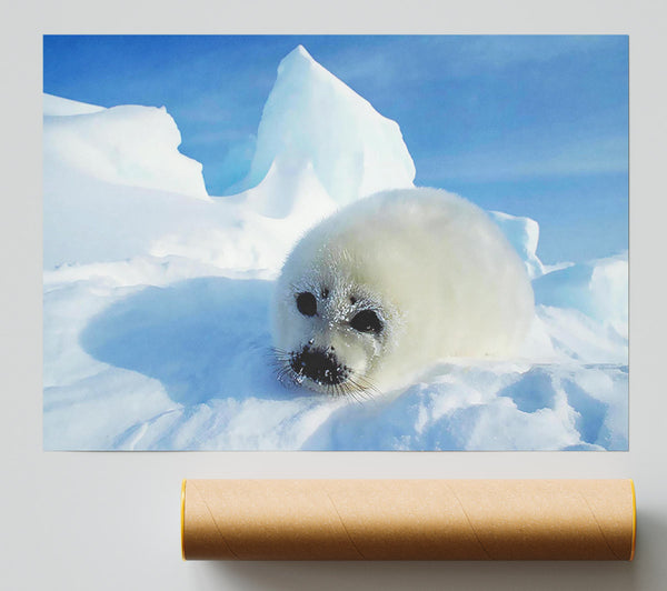 Seal Pup In The Snow