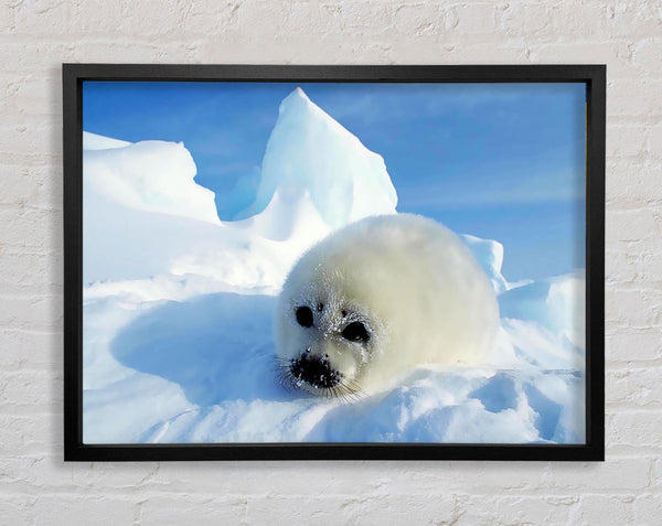 Seal Pup In The Snow