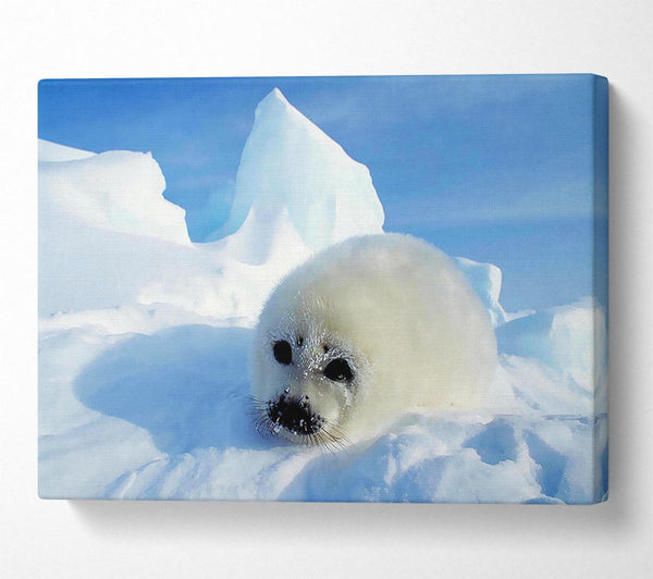 Seal Pup In The Snow