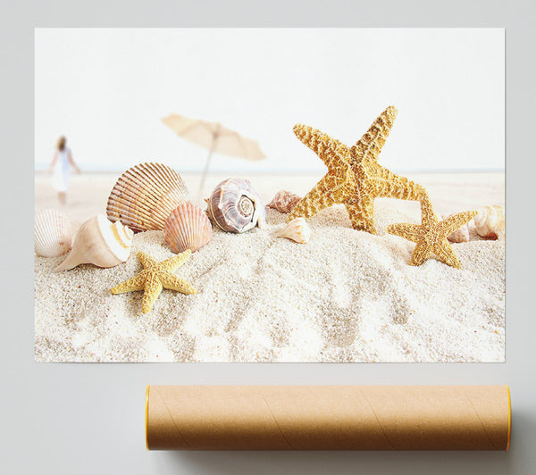 Seashells And Starfish On The Beach