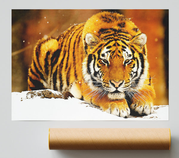 Siberian Snow Tiger