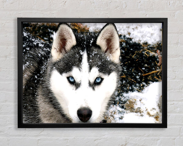 Siberian Husky Wolf