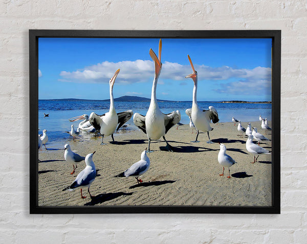 Singing Seagulls