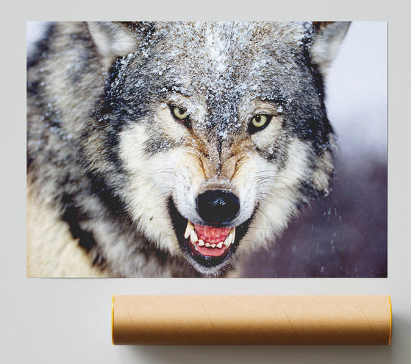 Snarling Gray Wolf