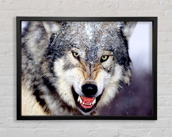 Snarling Gray Wolf