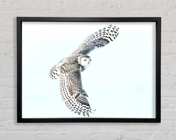 Snowy Owl