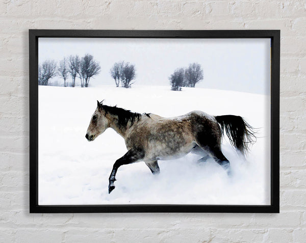 Stallion In The Snow