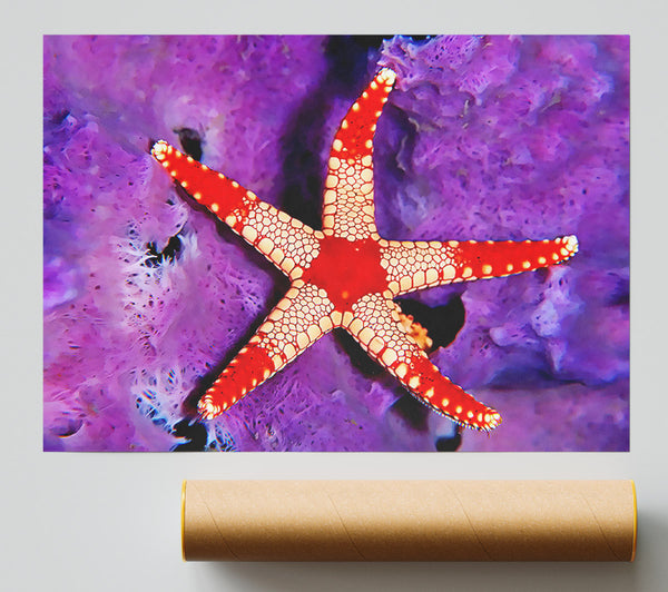 Starfish On Purple