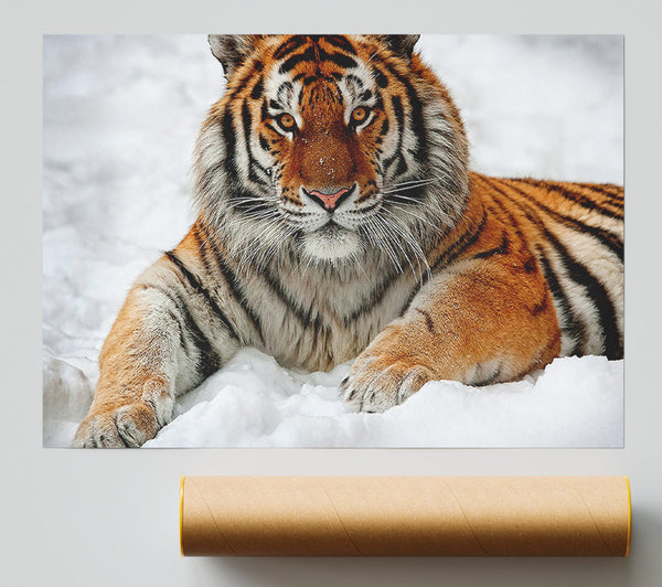 Tiger In Snow