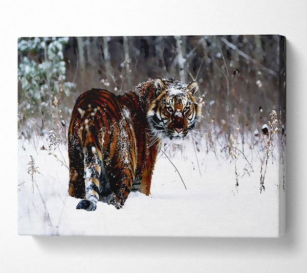 Tiger In The Snow