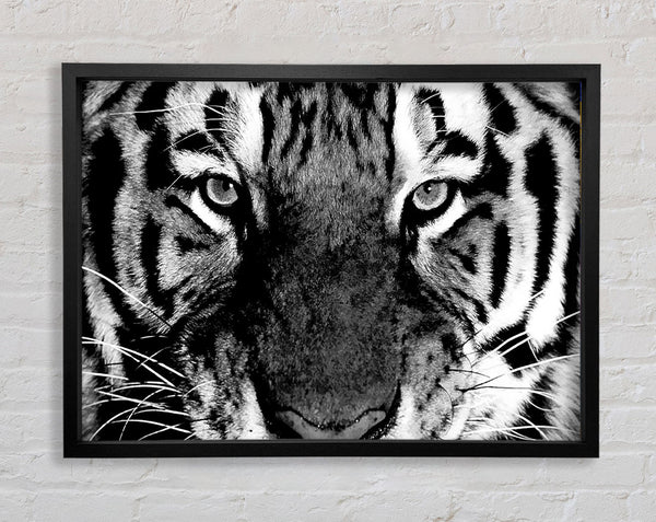 Tiger Stare B n W