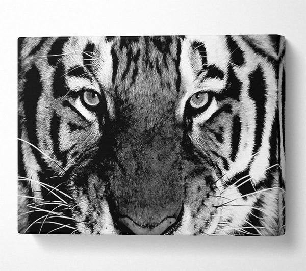 Tiger Stare B n W