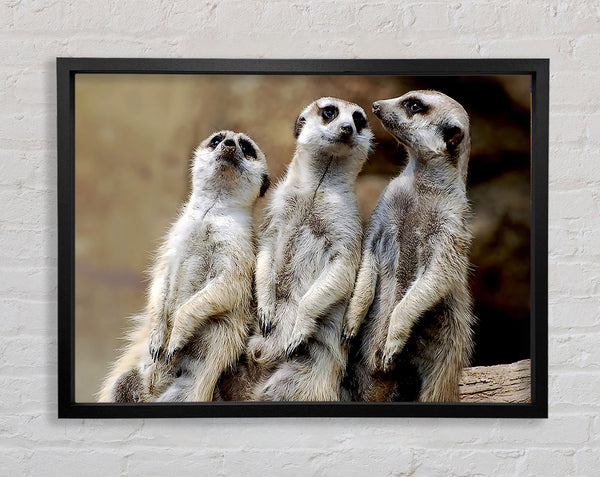 Trio Of Leaning Meerkats