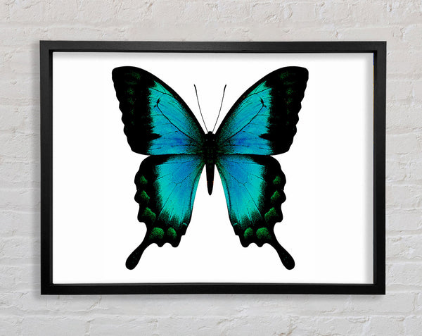 Turquoise Butterfly Wings