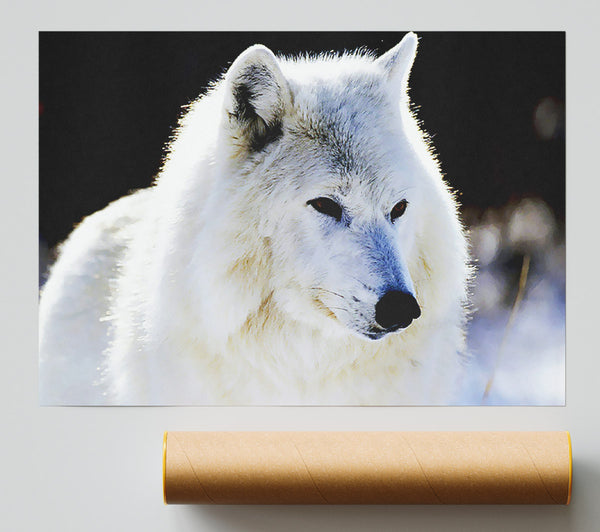 White Arctic Wolf