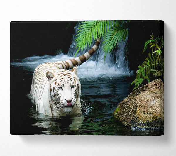 White Tiger Beautiful